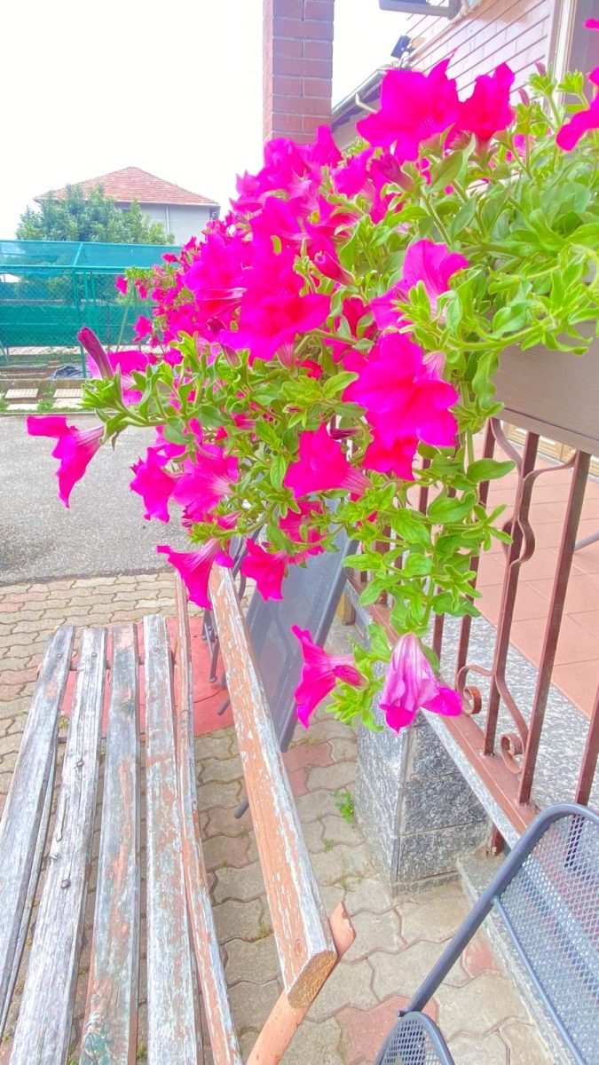 🌸 I Fiori di Ponderano